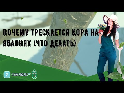 Почему трескается кора на яблонях (что делать)