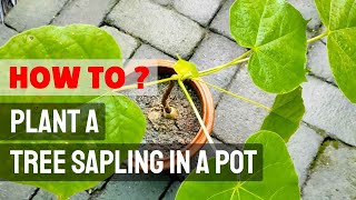 How to plant a tree sapling in a pot - Vichitra Trees