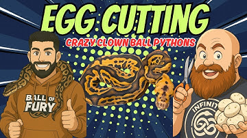 Crazy CLOWN Ball Pythons Are Hatching! Egg Cutting With Infinity Morphs! 