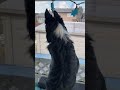 Animals❤️🐈‍⬛🐕❤️