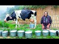 Making traditional homemade butter from fresh cows milk in the village