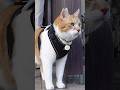 外出た瞬間の顔がかっこいい猫 #元野良猫チャチャ #猫武将 #猫 #cat #ねこ #ちゃちゃ #猫侍