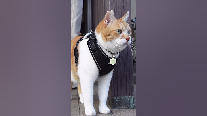 外出た瞬間の顔がかっこいい猫 #元野良猫チャチャ #猫武将 #猫 #cat #ねこ #ちゃちゃ #猫侍