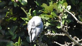 1080312新北市八里黑翅鳶(Elanus caeruleus)理毛
