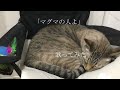 【歌ってみた】 「マグマの人よ」(アンジー) むぅねこ