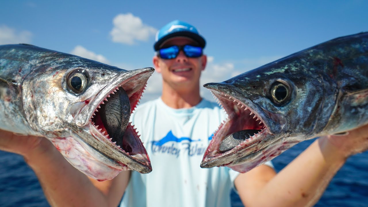 Sea king fish Clearance