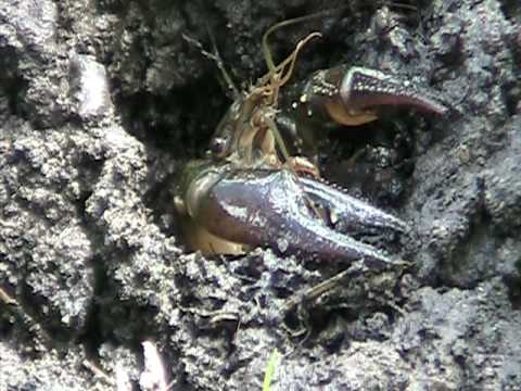 Calico Crayfish 3 (Orconectes immunis) Excavating ...