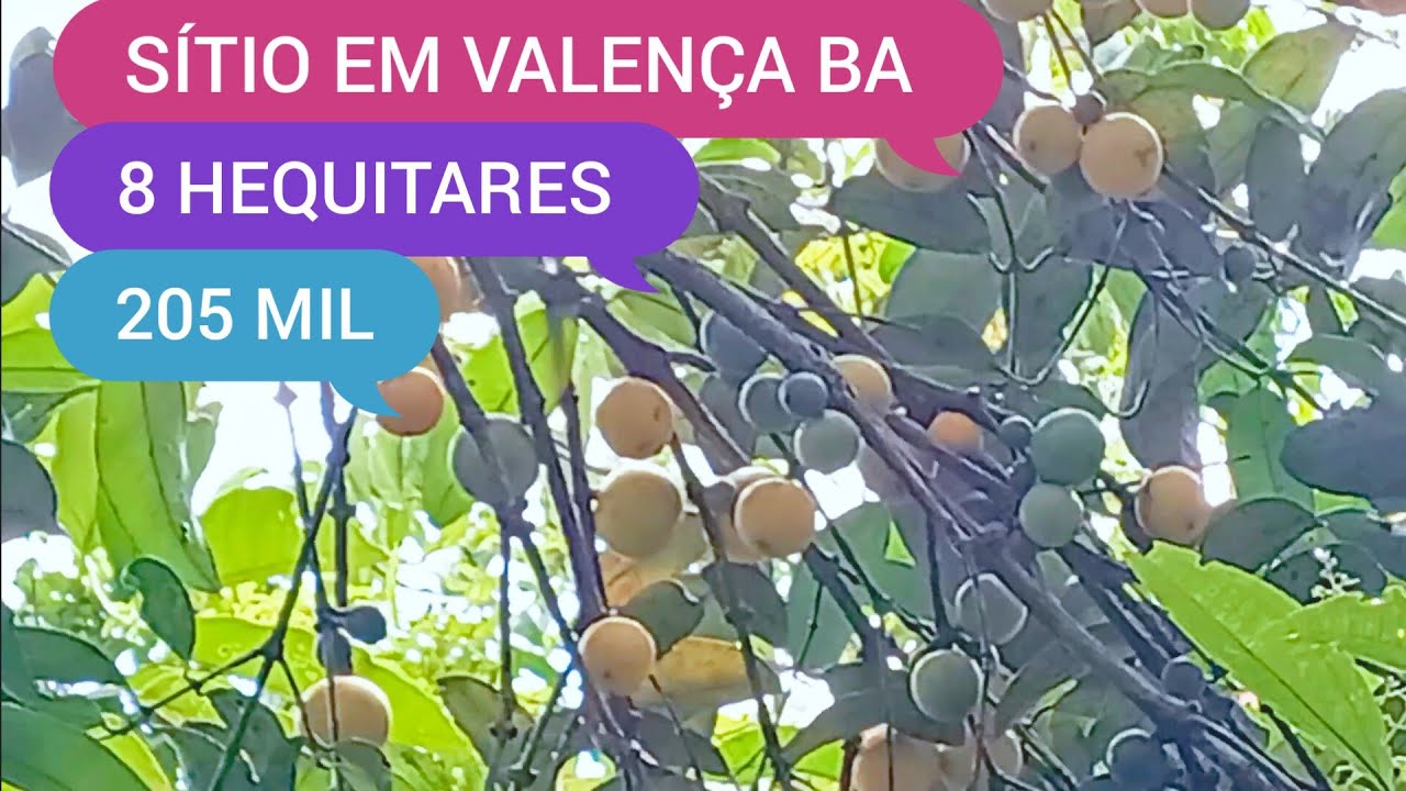 SÍTIO COM 8 HEQUITARES EM VALENÇA BA CÓDIGO:0222 ZAP 73981663547 MARCIO