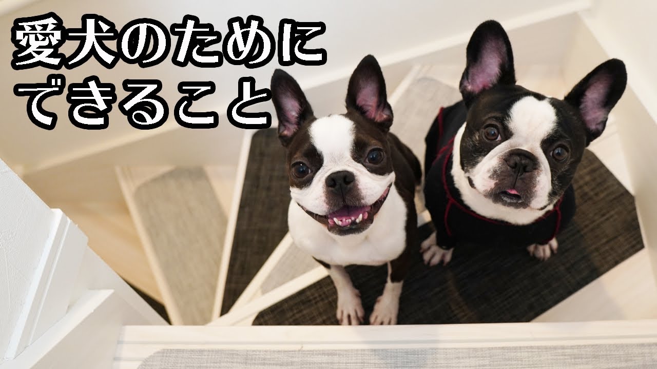 階段大改造 愛犬が登れるようになりました フレンチブルドッグ ボストンテリア Youtube