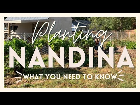 تصویری: ناندینا چگونه گسترش می یابد؟