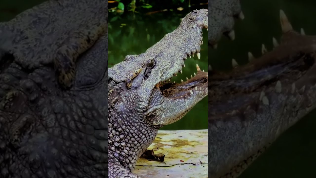 🐊😨Crocodile Attack  | Crocodile Hunting Big birds