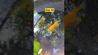 FISH_CARING_DAY40_🐠#fish #caring #saport #please #1k #viral