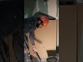 Open the door