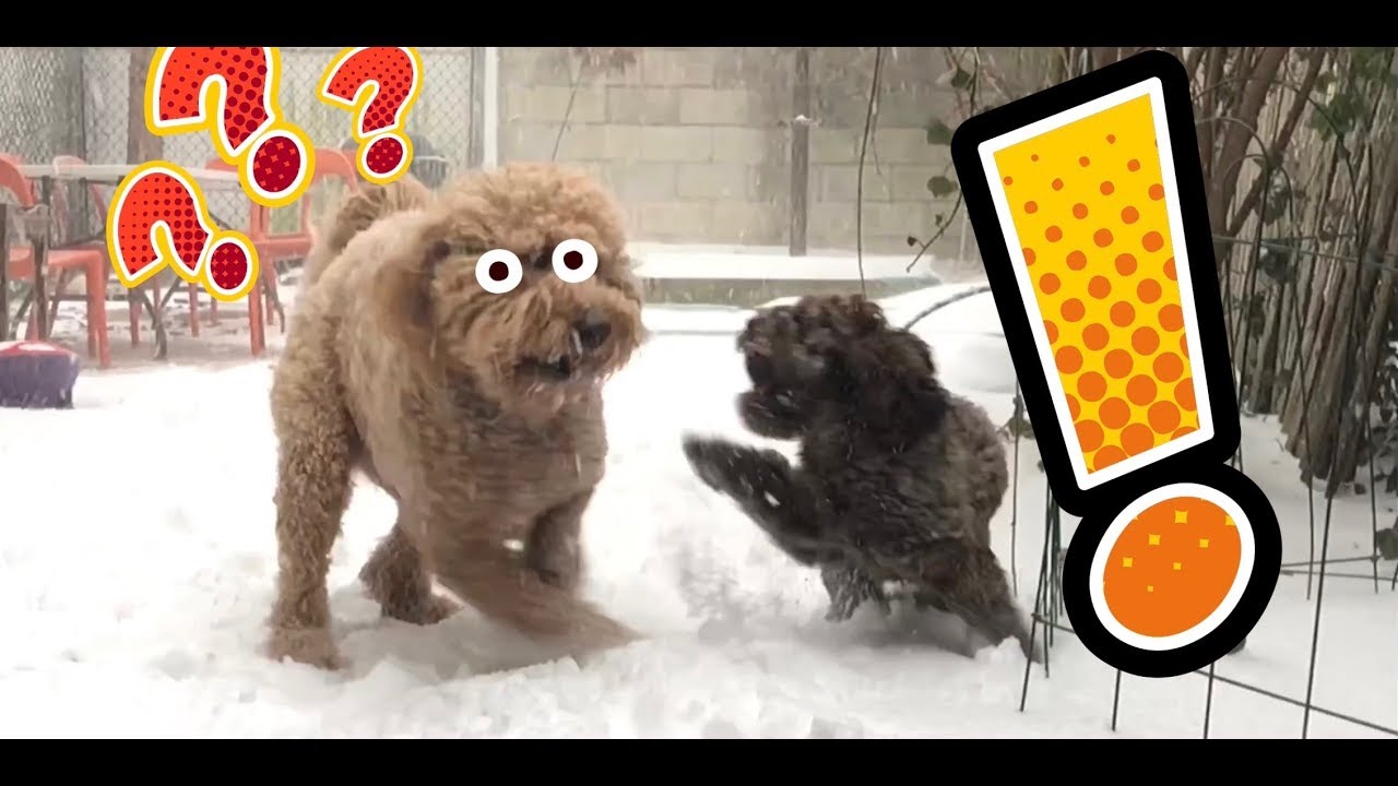 Goldendoodle Cockapoo Snow SMACKDOWN