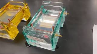 MCB3020 Lab: Chapter 22 Part 1