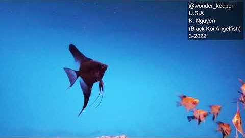 Black Koi Angelfish (Cá Ông Tiên /Cá Thần Tiên)