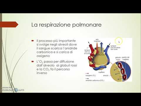 Movimenti della respirazione e respirazione polmonare