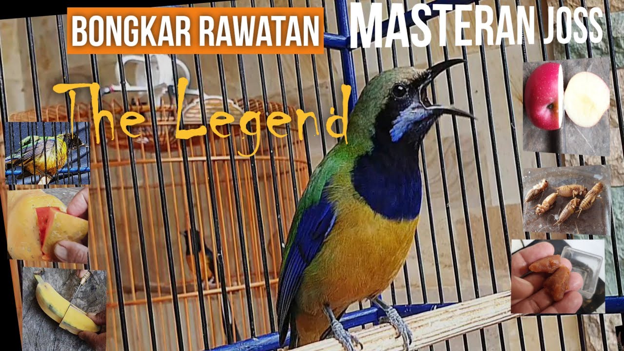 #birdlovers Cucak Cungkok Rawatan BONGKAR Isian ..Tembakan Ngerii.#birdsounds #birdcaretips