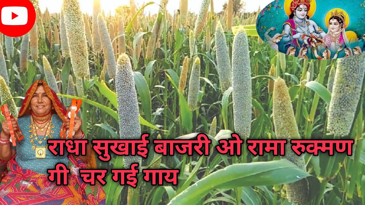राधा सुखाई बाजरी ओ रामा रुक्मण गी  चर गई गाय मोहन प्यारी राम बजो भगवान । सत्संग भजन।।