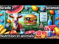 Nutrition in animals  class 7  science cbse  icse  free tutorial
