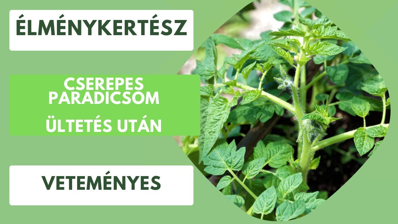 Paradicsom cserépben fejlemények🍅