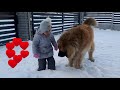 Baby and dog playing in the snow / Baby and leonberger