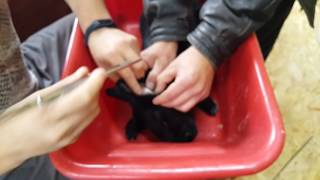 Ушной клещ у кроликов и его лечение