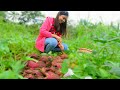 Ang Aming Tanim Na Kamote Sa Bukid |Harvesting Sweet Potato In Our Farm