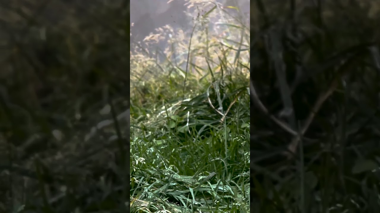 "Where every view feels like a dream. 