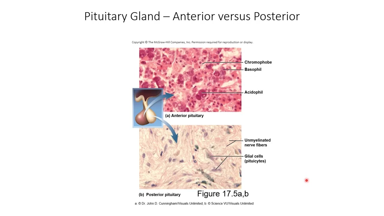 Endocrine System Part 1