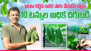 అంటు కట్టిన కాకర సాగు చేయడం వల్ల అధిక దిగుబడి | Grafted Bitter Gourd Farming | AgriTech Telugu