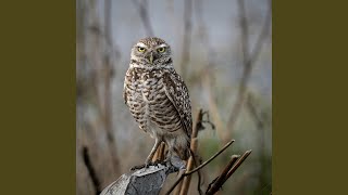 Megan Is The Fart Mvp Megan Poop Song