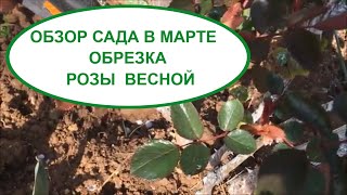 ОБЗОР САДА В МАРТЕ / ПЕРВАЯ ОБРЕЗКА РОЗ /РОЗЫ ВЕСНОЙ /  МОЙ ЛИЧНЫЙ ОПЫТ САДОВОДСТВА