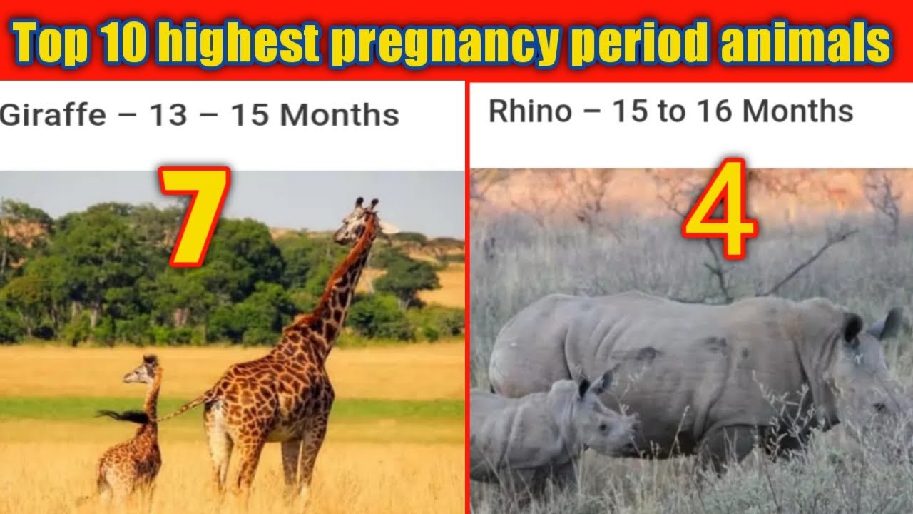 Top 10 Highest Pregnancy Period Animals In The World Elepant Dolphins