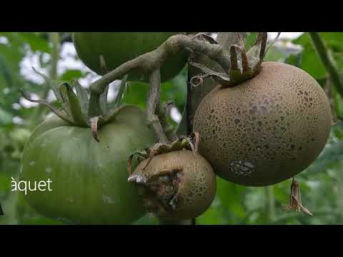 Vídeo: Mal alties del tomàquet: mal alties comunes de les plantes de tomàquet