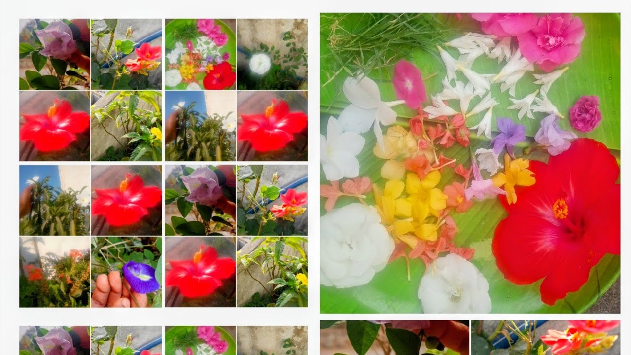 ☘️ Beautiful Flowers Harvesting for Pooja 🙏💐 ll आज बहुत सुंदर-सुंदर फूल लिया था पूजा के लिए गार्डनसे