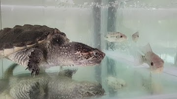 Rùa Common snapping ăn cá - Rùa Common săn mồi