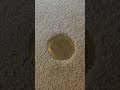 The elusive spill proof floor outlet cover! The elusive spill proof floor outlet cover!