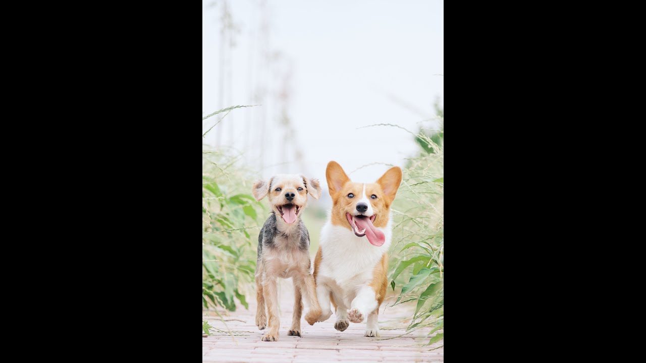 New Reggae Remix Music 2020