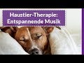 Entspannende Musik für Schlaf-Hunde und Katzen - Schlafmusik für Hunde und Katzen