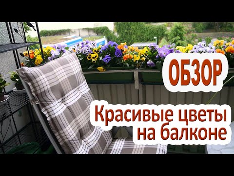 Какие цветы можно выращивать на балконе