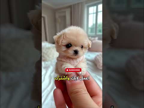 جندي يدخل إيده في نمل أحمر قاتل