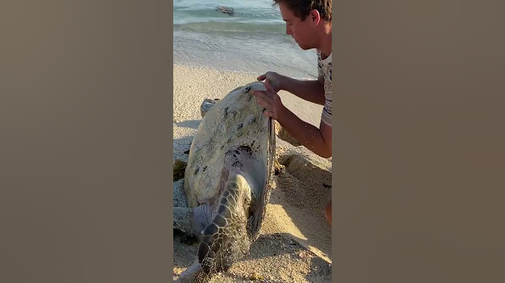 I Found a Sea Turtle... Upside Down (rescue)