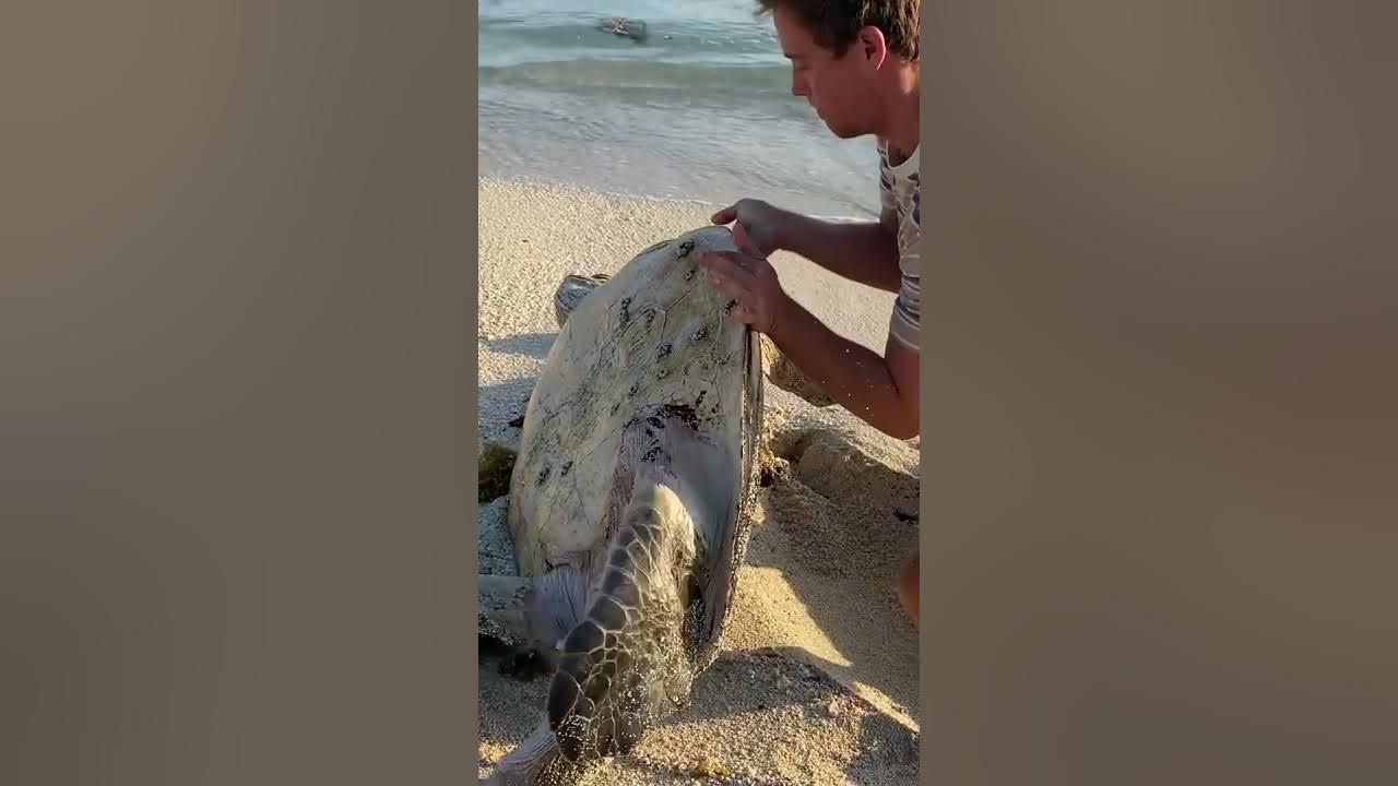 I Found a Sea Turtle... Upside Down (rescue)