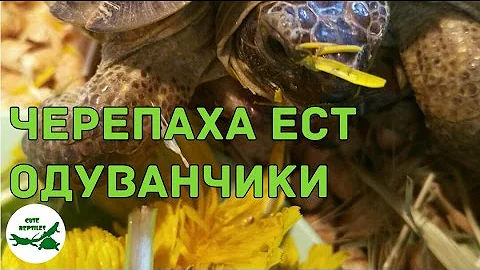 черепаха ест одуванчики