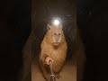 الكنزز المنعول قرد كيوت ذكاء اصطناعي صبرو ذواقه ضحك اكسبلور متابعه Funny Capybara دويتو الكنزز المنعول قرد كيوت ذكاء اصطناعي صبرو ذواقه ضحك اكسبلور متابعه Funny Capybara دويتو