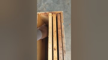 Honey bee swarm box setup