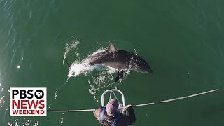 Conservationists track surge in great white sharks off the coast of Cape Cod