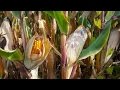 Mexicanos desafían el plan de Monsanto de cultivar maíz transgénico