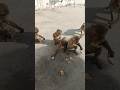 #jaishreeram#bajrangdal #viralvideo #viral#shortvideo #shorts #trending #funny#youtubeshorts #monkey